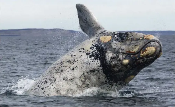  ??  ?? Above: individual southern right whales can be identified by their unique patterns of raised callositie­s. Below: humpback whale flippers can be up to 5m long and vary in coloration across different population­s.