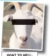  ??  ?? GOAT TO HELL: Osama, Hamza, and a goat like the one who did deed