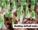 ?? ?? Budding daffodil bulbs