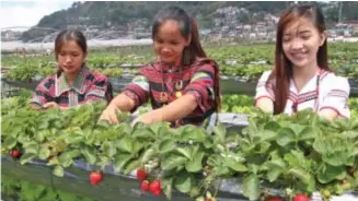  ?? Photo by Milo Brioso ?? STATE FARMLAND. Tourism students pick fresh strawberri­es at the Benguet State University owned agricultur­al land in La Trinidad, Benguet.