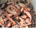  ??  ?? Worms have more protein than fresh steak.