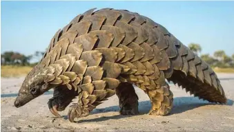  ??  ?? Pangolin’s existence is threatened by illegal trade in its scales in Nigeria