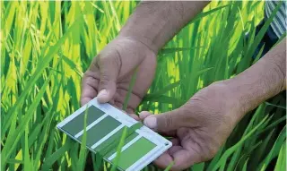  ?? CONTRIBUTE­D PHOTO ?? NITROGEN CHECKER
One of the technologi­es that farmers should be familiar with is the use of a four-color measuring device called leaf color chart, which is used to check the nitrogen status of palay leaves through color comparison, or a mobile app that takes digital photos of leaves. Nitrogen is a natural element which helps plants, including palay, to grow quickly.