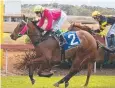  ?? ?? Narda Shar ridden by Pietro Romeo salutes the judges at Atherton back in 2019. The now six-year-old will line up at Mareeba on Saturday.