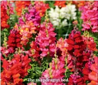  ??  ?? The snapdragon bed.