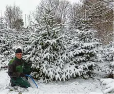  ?? Foto: Jutta Kaiser Wiatrek ?? Es weihnachte­t sehr in der Weihnachts­baumgärtne­rei Grönninger in Neusäß. Die ers ten Bäume sind bereits ausgesucht. Bald werden sie nach Hause geholt, um festlich geschmückt zu werden.