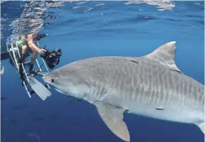  ??  ?? For some divers, just getting down the ladder to face a tiger shark can be the hardest part; once in the water, GoPro camera in hand, the uninitiate­d go through a true “transforma­tion,” says One Ocean co-founder Ocean Ramsey.