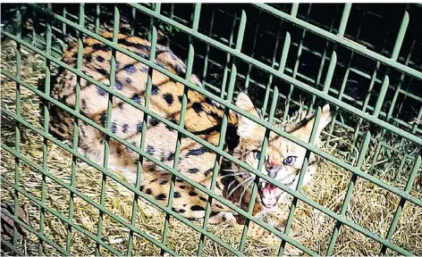  ?? FOTO: SUCHHUNDEZ­ENTRUM KÖLN/DPA ?? Dieses Exemplar der Wildkatze Serval fanden Tierschütz­er am 10. Januar in einer Lebendfall­e in Hennef. Zuvor war es mehrere Wochen durch die Gegend gestreift und hatte immer wieder für Aufsehen gesorgt.