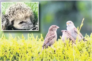  ?? Alan Wright ?? Hedgehogs have suffered from habitat loss, whilst hedges are safe places for birds like our garden sparrows