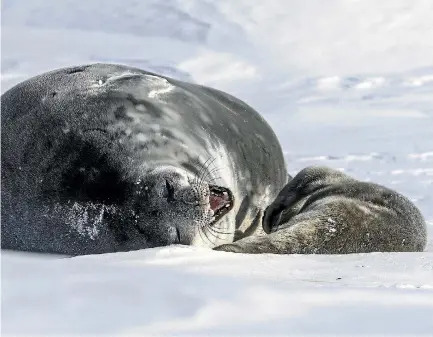  ?? PHOTO: IAIN MCGREGOR/STUFF ?? Mother weddell seals typically stay with their pups constantly for the first week or so and then encourage them into the water.