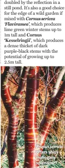  ??  ?? Prunus serrula offers shiny mahogany splendour