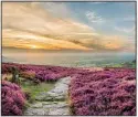  ?? VisitEngla­nd/TNS/THOMAS HEATON ?? Purple heather blankets the moors that Emily Bronte used as a setting for Wuthering Heights.