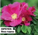  ?? ?? HIPSTER: Rosa rugosa