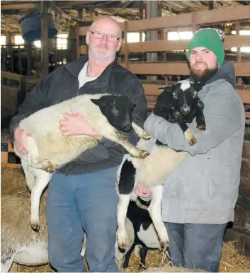  ?? PHOTO COLLABORAT­ION SPÉCIALE, CAROLINE LEPAGE ?? Michel et Jonathan Cloutier n’ont pas l’intention de cesser l’élevage de moutons.
