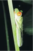  ??  ?? One of the coolest creatures in Sarapiqui is the red-eyed tree frog.