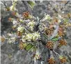  ??  ?? The olearia adenocarpa in flower.