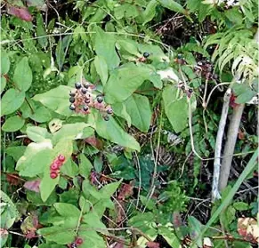  ??  ?? Tutsan forms a semi-woody, 1.5 metre tall shrub with reddish stems and small, pleasant-smelling, oval leaves.