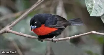  ??  ?? Western Bluebill