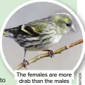  ??  ?? The females are more drab than the males
