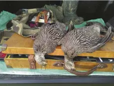  ??  ?? Cape Francolin. Gun safety is paramount when wingshooti­ng.