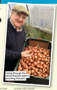  ??  ?? Going through the dried shallots before planting into pots