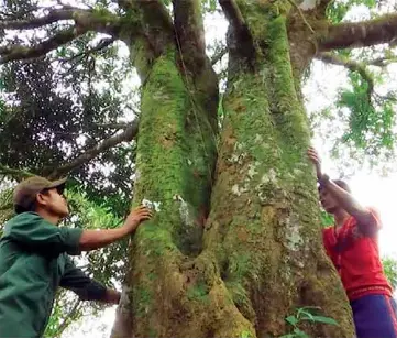 Des canneliers centenaire­s préservés à Quang Nam - PressReader