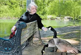  ?? PAUL FORSYTH TORSTAR ?? Sandra MacKinnon gets up close with Canada geese at Dufferin Islands with bird seed and cut corn. She disagrees with Niagara Parks prohibitio­n on feeding wildlife.