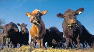  ?? By Craig A. Hacker for USA TODAY ?? In demand: Cattle munch on alfalfa in November in Kansas. Drought affected some of the USA’S cattle states.