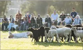  ??  ?? DIANE FRANK meets the ground as the audience and a herd of sheep look on during the performanc­e on the state historic park’s polo field in Pacific Palisades.