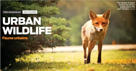  ?? (Istock) ?? The number of urban foxes in the UK has quadrupled in the past 20 years.