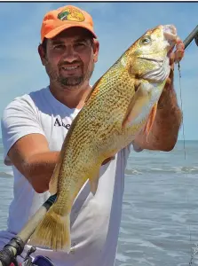  ??  ?? Por la tarde continuó una magnifica pesca costera, con buenos portes de corvinas rubias. Encarnamos con langostino pelado, como lo muestra Carlos Castro en una corvina que llegó a los cuatro kilos.