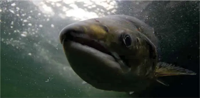  ?? FOTO: BJØRN BARLAUP, UNI RESEARCH ?? VAKSDAL: I 2012 merket forskere om lag 45 laks i Vaksdal slik at de kunne følge ferden deres fra fjorden og opp til elvene.