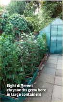  ??  ?? Eight different chrysanths grew here in large containers