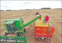  ??  ?? La producción sojera ha logrado mantener la posición alcanzada en la zafra anterior, cuando hubo récord.