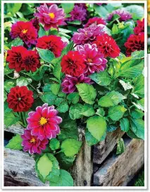  ??  ?? SO VERSATILE: Grow dahlias in borders, top, or more rustic containers such as wooden crates, above