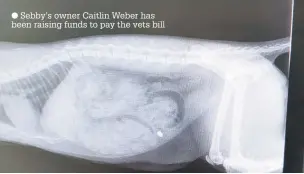  ??  ?? Sebby’s owner Caitlin Weber has been raising funds to pay the vets bill