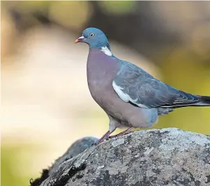 ?? | PHOTO : PATRICK TRECU ?? Le pigeon ramier est une espèce visble lors de la promenade.