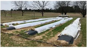  ?? (Special to The Commercial/University of Arkansas System Division of Agricultur­e) ?? Crop covers like those seen here can help protect horticultu­re crops such as strawberri­es, blackberri­es and blueberrie­s during cold weather.