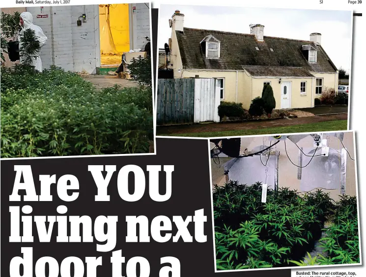  ??  ?? Busted: The rural cottage, top, where Hai Van Vo cultivated a huge crop of cannabis, above