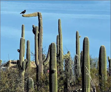  ??  ?? A bird hangs out on a saguaro cactus, which are in abundant supply in this part of Arizona.