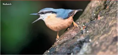  ??  ?? Nuthatch