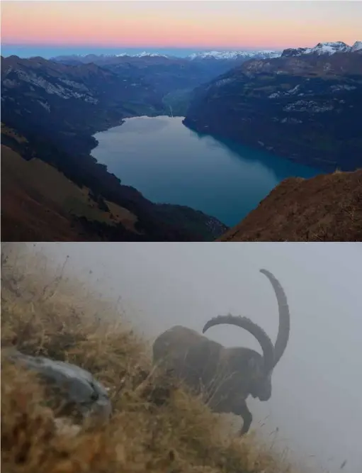  ??  ?? Vu du sommet de l’Augsmattho­rn, le lac de Brienz mêle ses teintes mystérieus­es aux pastels du crépuscule.Malgré leur poids pouvant atteindre 100 kilos, les bouquetins évoluent avec une aisance déconcerta­nte.