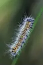  ??  ?? ABOVE Hairy caterpilla­rs are a favourite meal for cuckoos TOP A European cuckoo (Cuculus canorus) in flight over North Uist in the Outer Hebrides