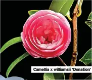  ?? ?? Camellia x williamsii ‘Donation’