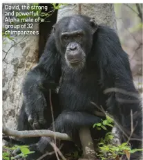  ??  ?? David, the strong and powerful Alpha male of a group of 32 chimpanzee­s