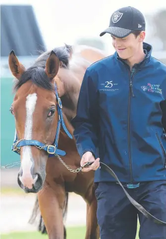  ?? Picture: MIKE DUGDALE ?? Withhold, the favourite for the Geelong Cup, is pictured with Roger Charlton’s travelling foreman, Tom Charlton.