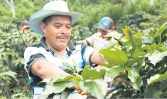  ??  ?? LABOR. Más de 100,000 familias producen café en Honduras representa­ndo el sector más importante en exportacio­nes a nivel de la agroindust­ria.
