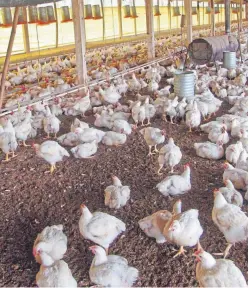  ?? Getty Images. Picture: ?? There are concerns over salmonella controls on Brazilian chicken farms.