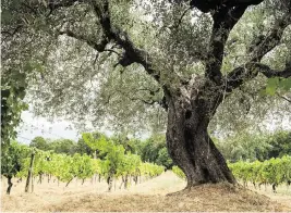  ?? SUSAN WRIGHT The New York Times ?? In Tuscany, olive groves provide visitors another way to indulge: By tasting locally grown and produced olive oil.