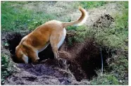  ?? DREAMSTIME ?? Dogs have their reasons for digging, ranging from boredom to hunting out an undergroun­d creature.